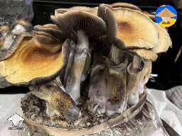 My Cubensis Juke's Peak by Miss Mush fruiting