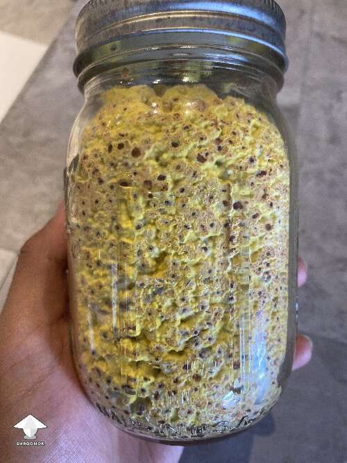 Is this yellow mold in spawn jar