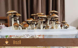 Psilocybe cubensis Brazil strain first flush of fruiting and harvesting