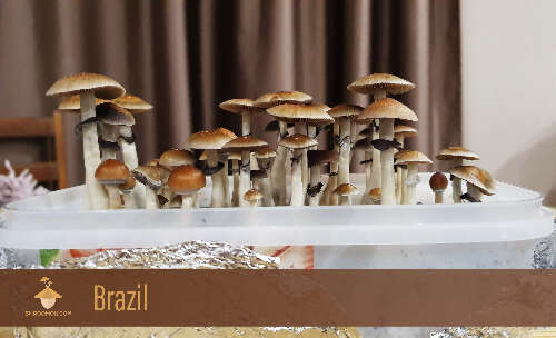 Psilocybin mushrooms Brazil strain. First flush of fruiting and harvesting magic fungus