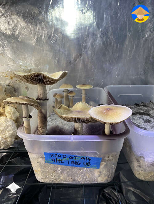 Mushroom cultivation in grow tent #2