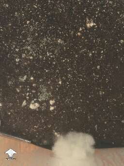 Green mold contamination