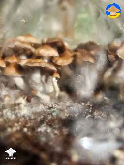 F+ mushrooms