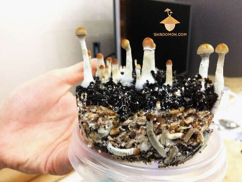 Cultivation magic mushrooms. PF Tek guide. Mushroom cake preparation for rehydrating