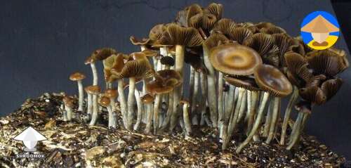 Psilocybe cyanescens aka wavy caps
