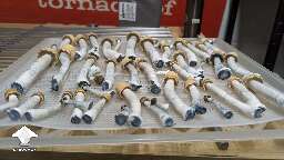 Cubensis Clockwork Orange mushrooms