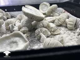 Albino Trinity Tub