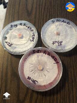 When agar plates are almost colonized you should put them in the fridge and it will slow down the growth