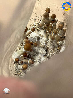 Mycelium here looks slightly weird to me, inconsistent and slightly spider web-by. Is this normal?
