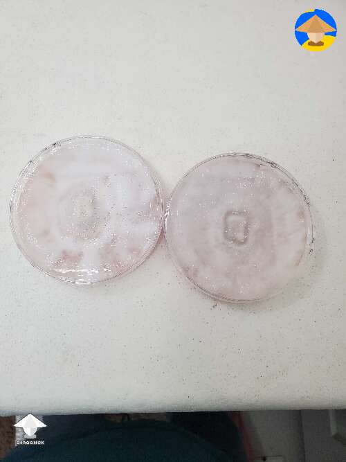 These agar plates were blue also. Started out slightly pink then turned in to this