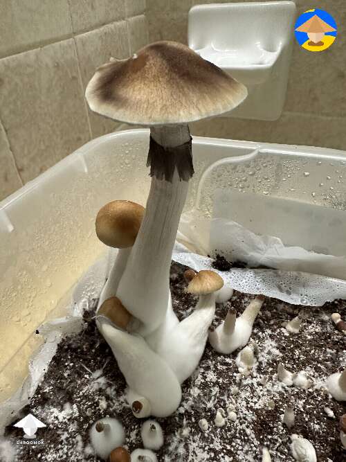 Partial first harvest of Hillbilly mushrooms #2