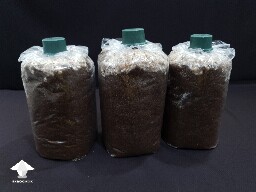 Mycelium run - 3 days after Spawn to Bulk - Reishi growing diary
