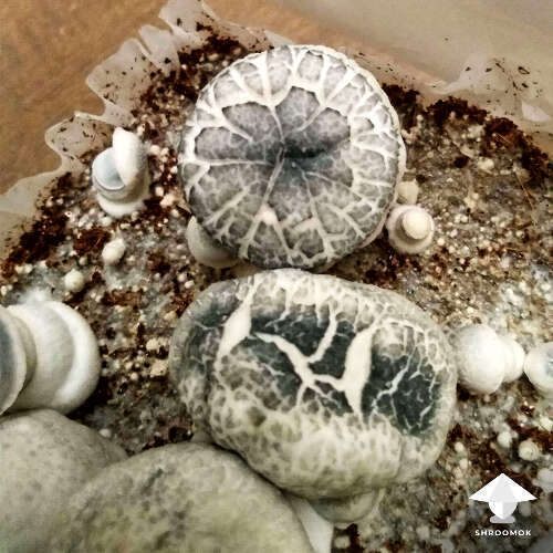 Cracked split mushroom caps APE - by Mycelia P