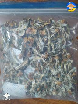 130 dry grams of Blue Meanies cubensis on the first flush in a 60 qt tub