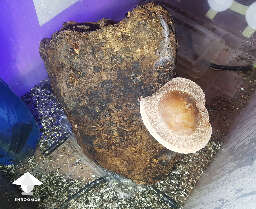Shiitake fruiting block 2