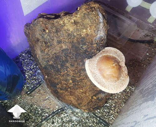 Shiitake fruiting block 2