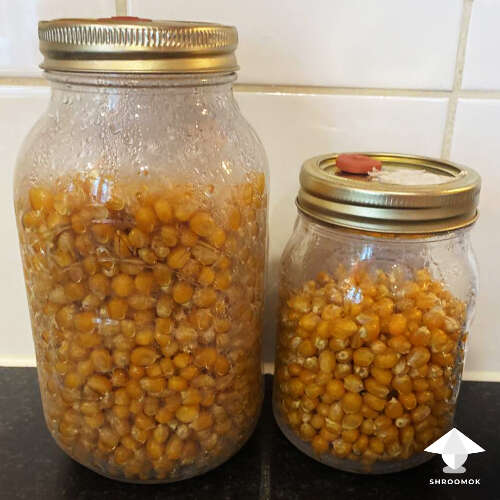 Corn for mushroom spawn