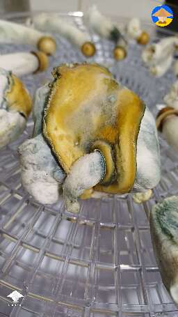 Harvested DC Mak 350 magic mushrooms