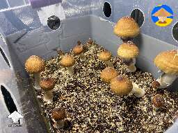 3rd flush of mushroom fruiting
