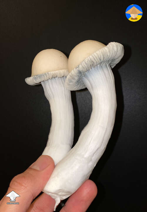 Great Northern White mushrooms second flush #2