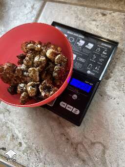 Harvested magic truffles Psilocybe Galindoi ATL #7