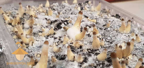 Psilocybe cubensis Thai strain (28th day after inoculation, 11th day in growbox)