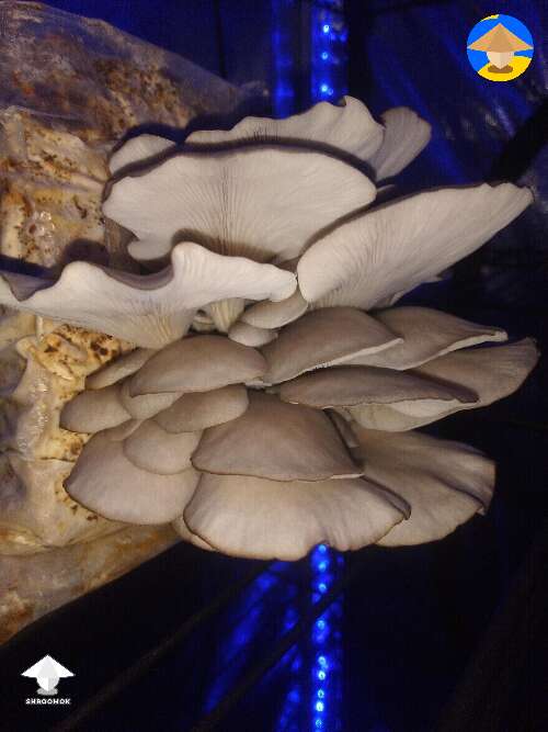 Pearl oysters fruiting