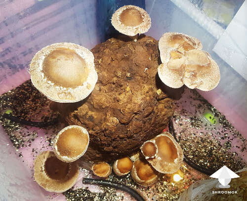 Shiitake fruiting harvesting