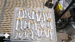 Cubensis Clockwork Orange magic mushroom harvest