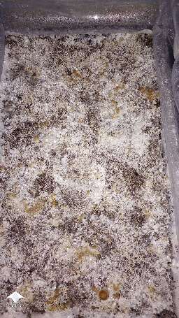 White Golden Teachers coming in