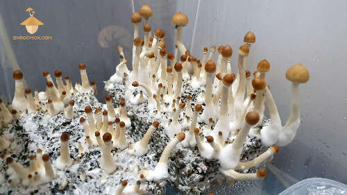 Psilocybe cubensis growing second flush of fruiting