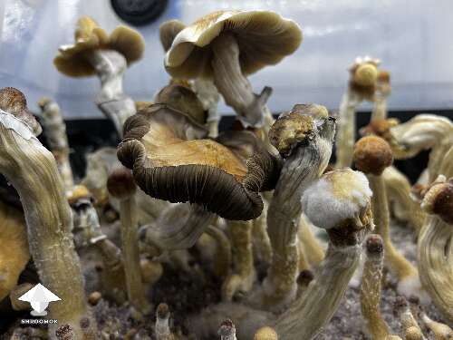 Ghidorah magic mushrooms growing #7
