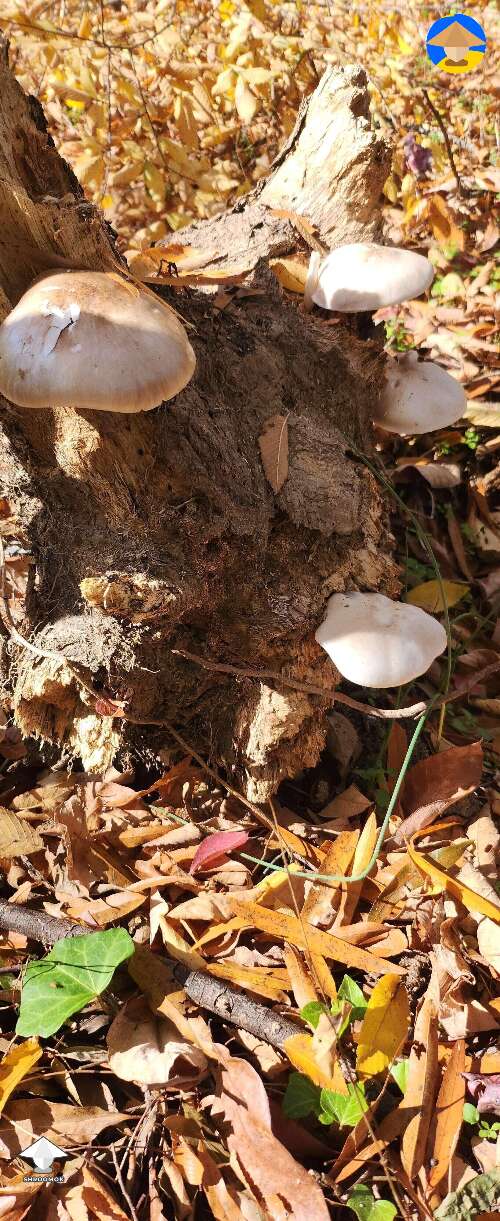 Some mushrooms found at work