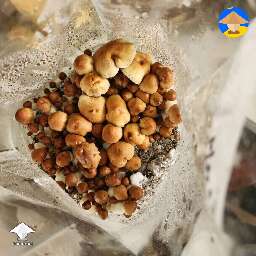 Cubensis F+ mushrooms