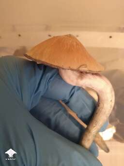 Toque F7 2nd flush