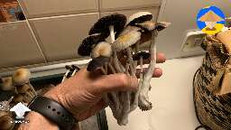 Cubensis Koh Samui mushrooms - harvested a little too late, still great tho