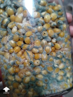 Blue green mold contamination in grain spawn jar