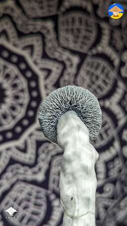 Cool Albino Riptide shroom