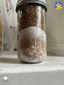 Such a cool experiment for oysters. Rye grain on bottom, topped with hardwood pellet, wheat bran and gypsum mixture for substrate - more in description