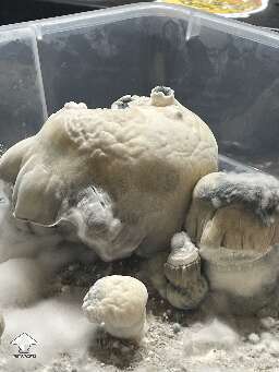 Shakti shrooms growing - by 🧞GT🍄GARGAMEL