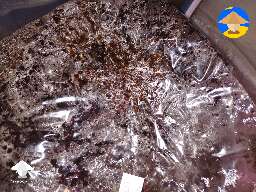 Manure substrate colonization for anyone doubting #2