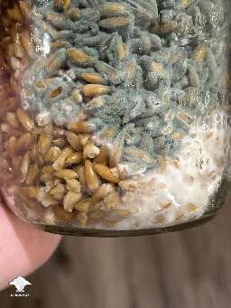 I believe it’s penicillium contamination, but no way to verify it. It grows extremely fast, the mycelium is slower. So I’m just watching it