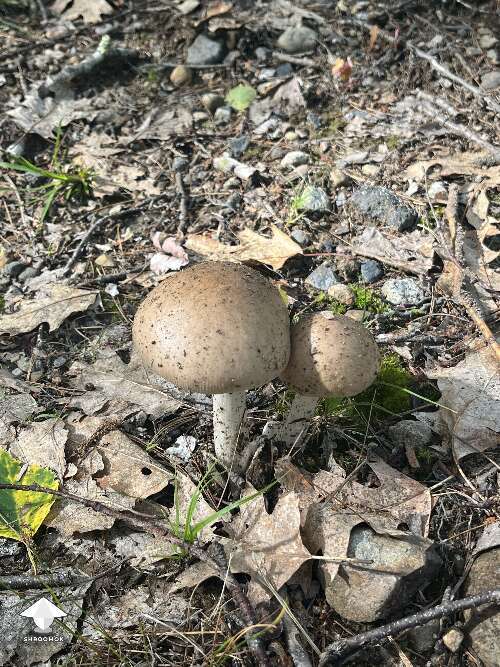 Love finding mushrooms in the yard