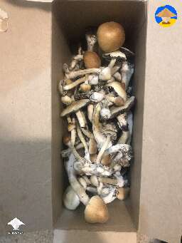 First grow, first harvest
