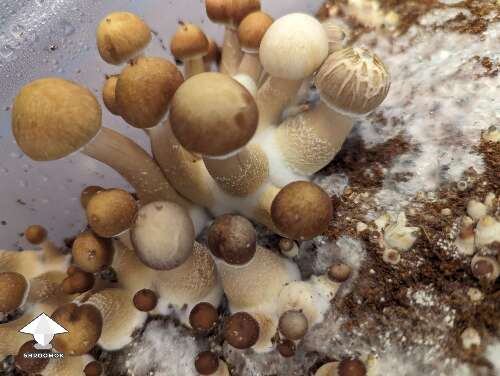 Some sweet magic mushroom varieties and clusters here