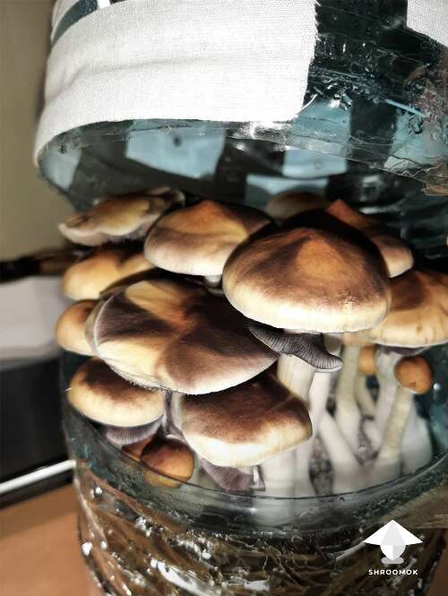 Mushroom cultivation in plastic bottle