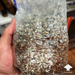 Green mold in spawn bag