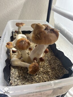 Dried signs of bacterial blotch on caps #2