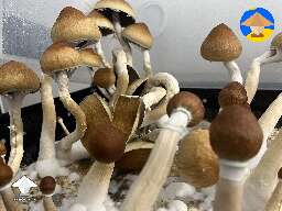 Cubensis Juke’s Peak shrooms
