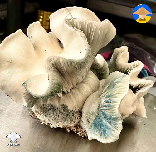 Not monsters, but very handsome Haole magic mushrooms #2
